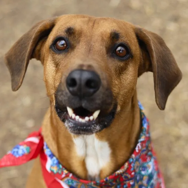 An adult medium-sized male Hound dog named Bruno for adoption in San Antonio, TX