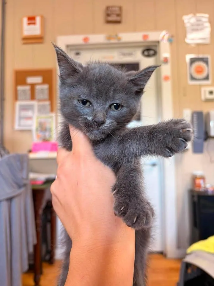 A baby small-sized male Domestic Short Hair cat named Gunter for adoption in Greensburg, IN