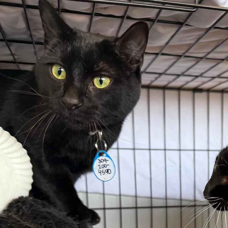 A young medium-sized male Black Domestic Short Hair cat named Sweetie Pie for adoption in Normal, IL