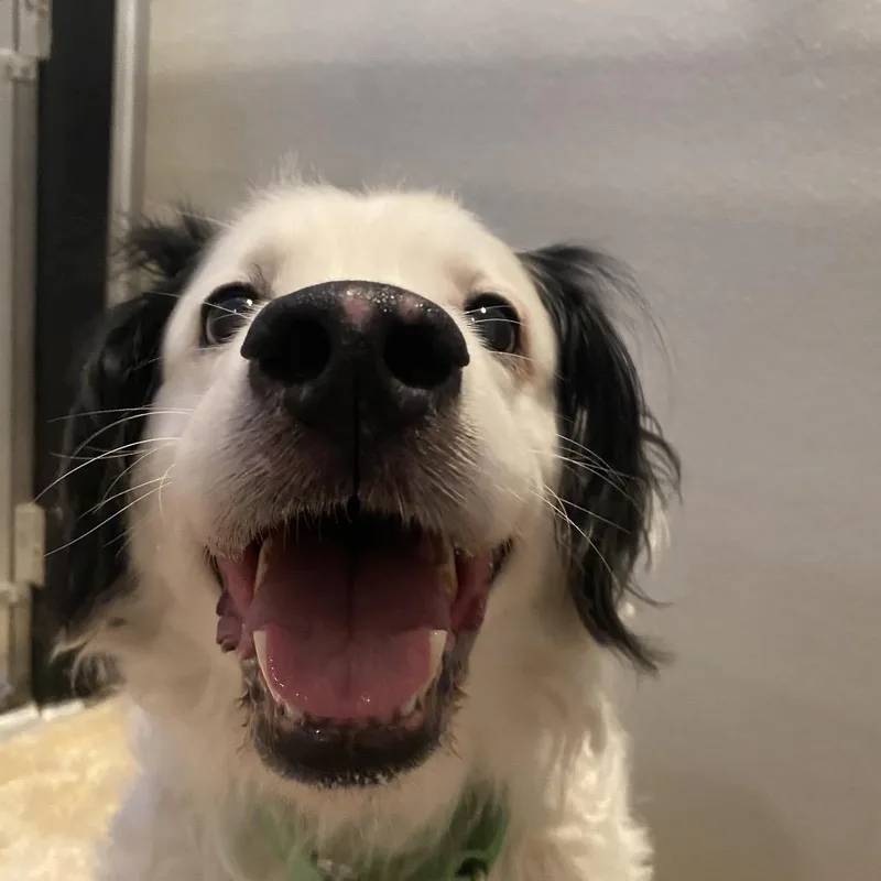 A senior large-sized male White / Cream Australian Shepherd dog named Carlin for adoption in Port Angeles, WA