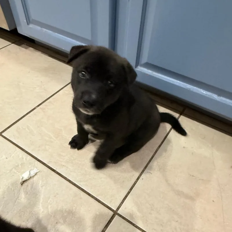 A baby small-sized male Black German Shepherd Dog dog named Shoestring for adoption in Austin, TX