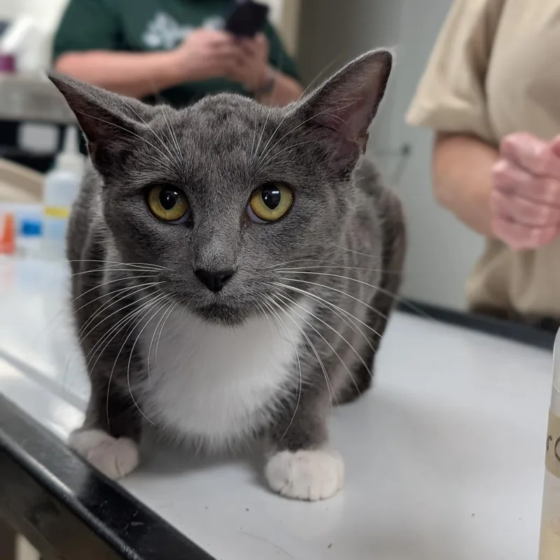 A young medium-sized female Domestic Short Hair cat named Clove for adoption in Canton, IL