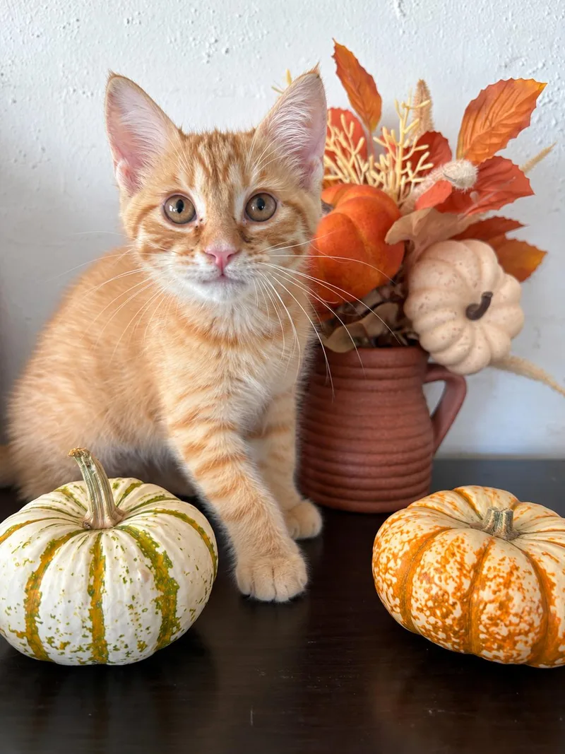 A baby medium-sized male Orange / Red Domestic Short Hair cat named Skittles for adoption in Rochester, NY
