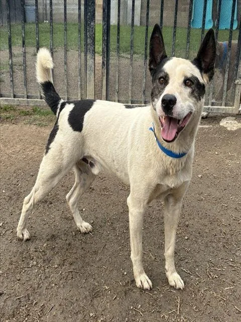 A young medium-sized male Labrador Retriever dog named Tobby for adoption in Riverside, CA