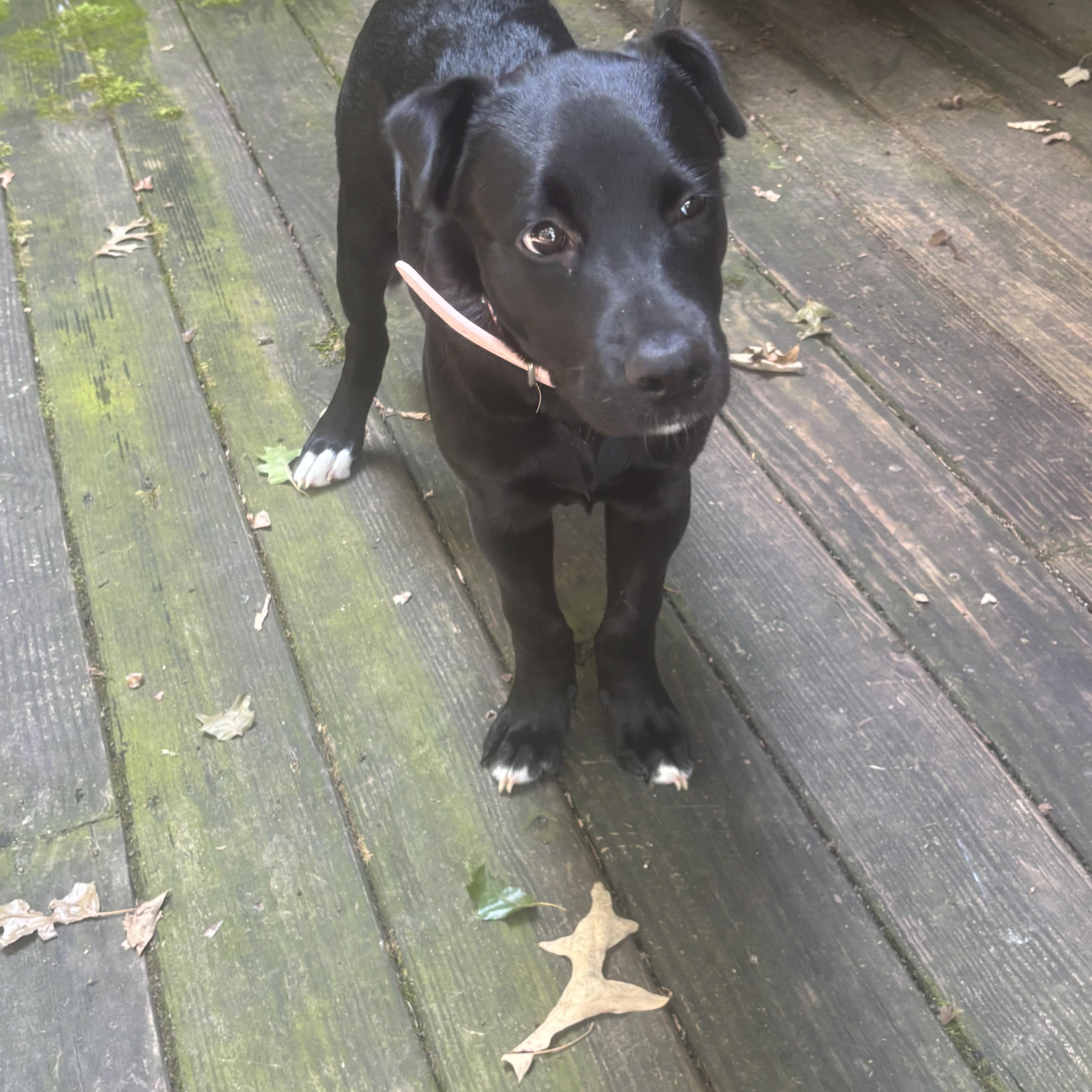 A young medium-sized male Black Labrador Retriever dog named Esme for adoption in Melbourne, AR