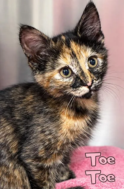 A baby small-sized female Domestic Short Hair cat named Toe Toe for adoption in Mason, MI