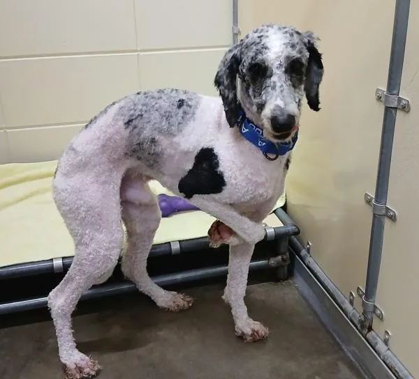 An adult medium-sized male Standard Poodle dog named Bucho for adoption in Sioux City, IA