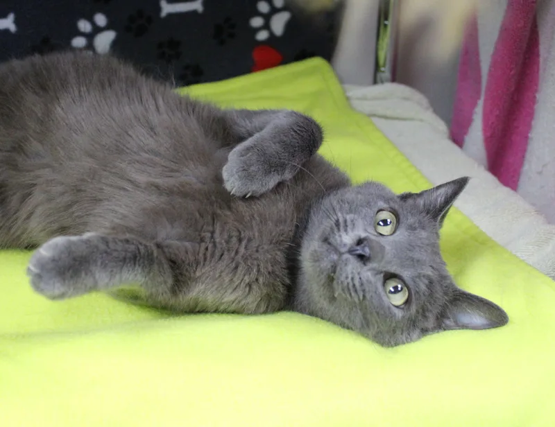 An adult medium-sized male Domestic Short Hair cat named Major for adoption in Portage, WI