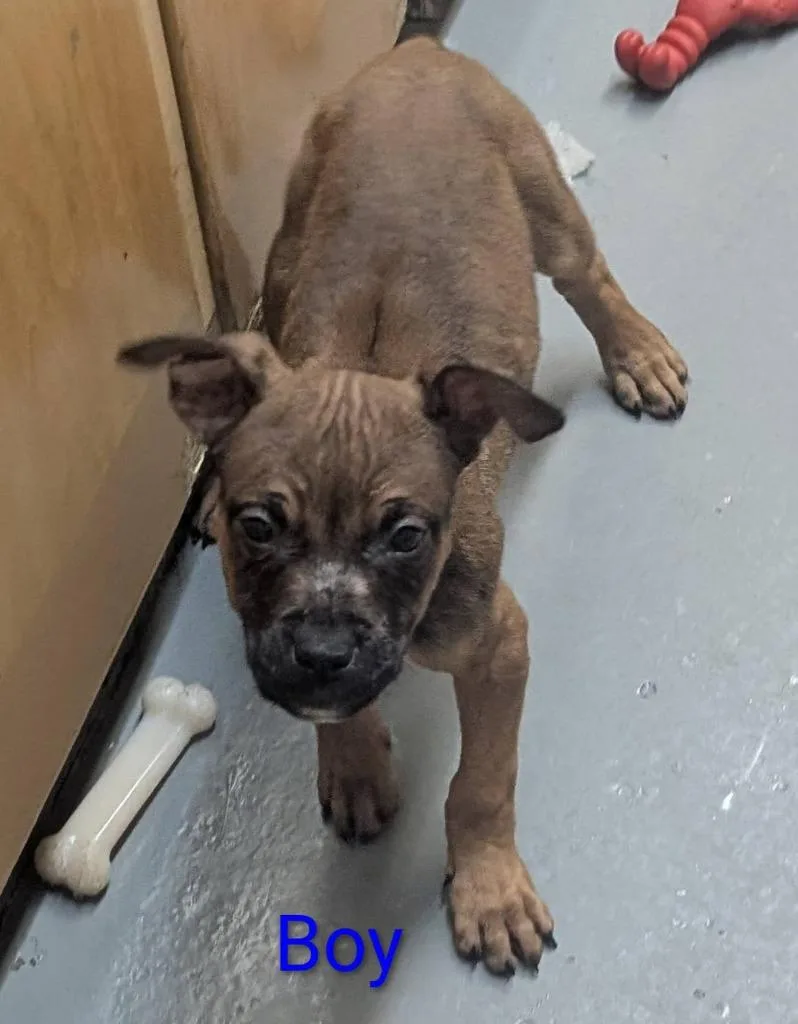 A baby medium-sized male Mixed Breed dog named Ironfang for adoption in Warren, MI
