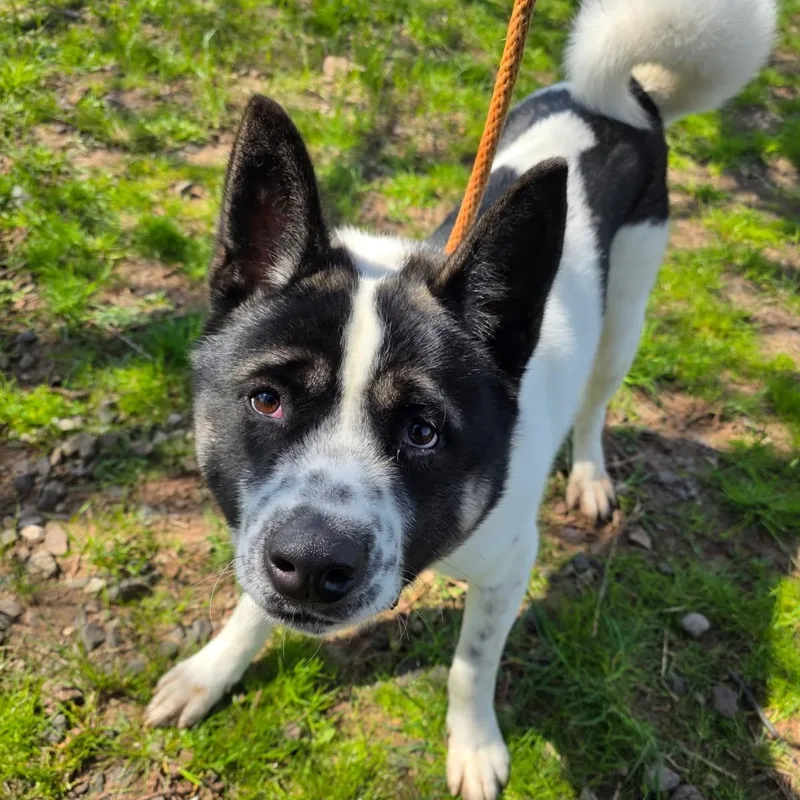 An adult large-sized male White / Cream Akita dog named Oreo for adoption in Jersey city, NJ