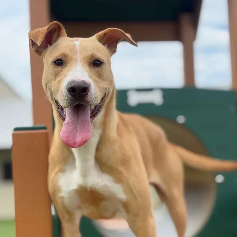 An adult medium-sized male Yellow / Tan / Blond / Fawn Mixed Breed dog named Fernando for adoption in LOXAHATCHEE, FL