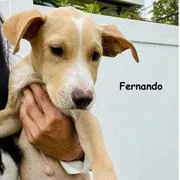 Fernando thumbnail 3