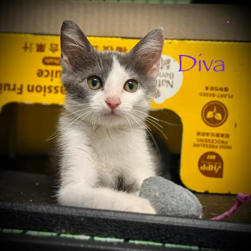 A baby small-sized female Domestic Short Hair cat named Diva for adoption in Tulsa, OK