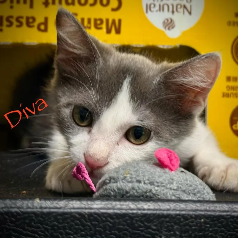 Diva thumbnail 2