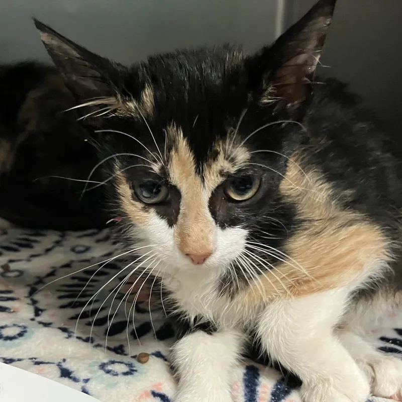 A baby small-sized female Calico Domestic Short Hair cat named Deer for adoption in Lakeland, FL