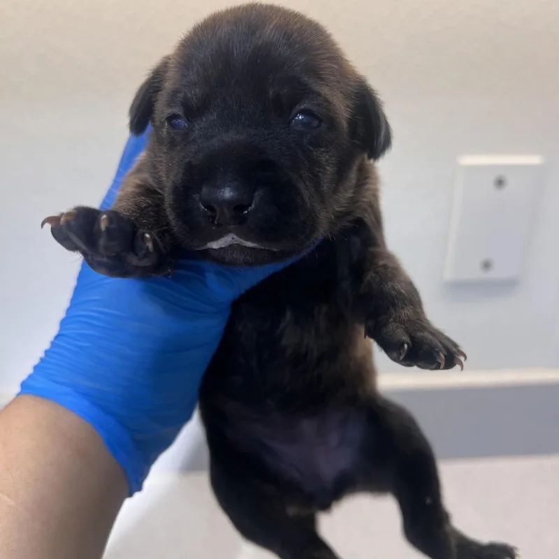 A young small-sized female Brindle Shepherd dog named Brownie for adoption in Edinburg, TX