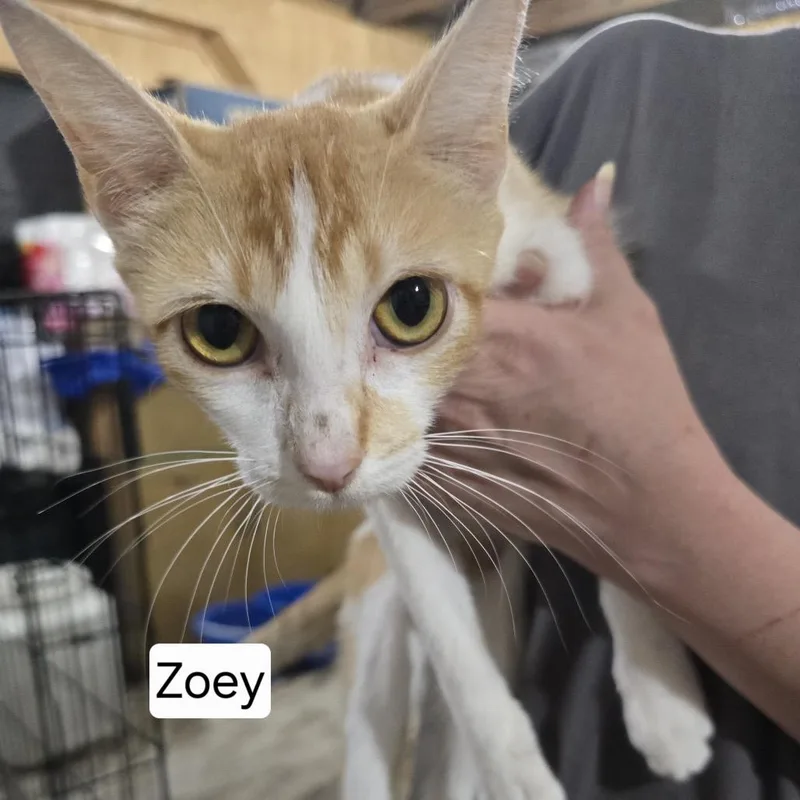 A young small-sized female Orange / Red Domestic Short Hair cat named Zoey for adoption in Baytown, TX
