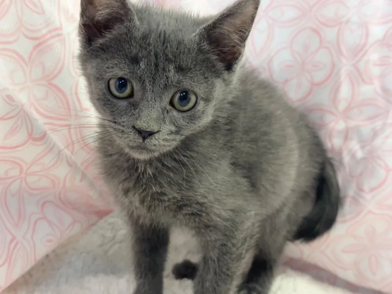 A baby small-sized female Gray / Blue / Silver Domestic Short Hair cat named Denise for adoption in Winnsboro, SC