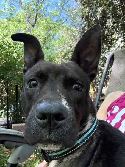 An adult medium-sized female Pit Bull Terrier dog named Susu for adoption in Malvern, PA