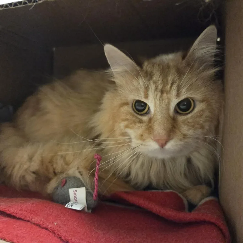 An adult large-sized male Orange / Red Domestic Medium Hair cat named Aaron for adoption in Ballston Spa, NY