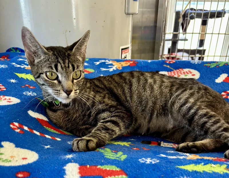 A young small-sized female Domestic Short Hair cat named Cleopatra for adoption in Owensboro, KY