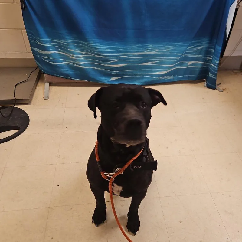 An adult medium-sized male Black Mixed Breed dog named Bo for adoption in Lake Panasoffkee, FL