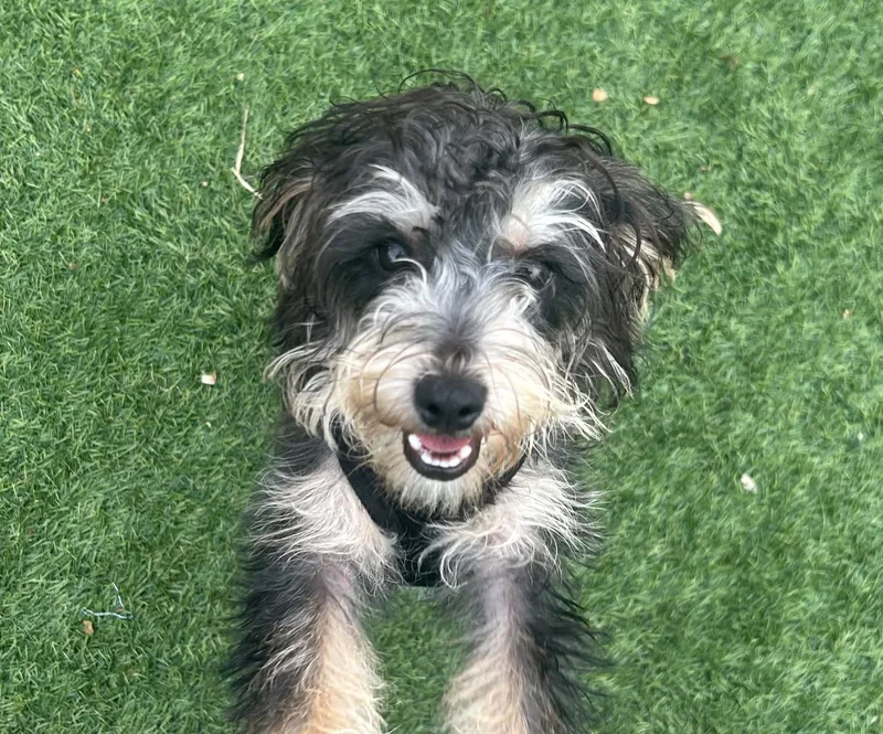 A baby small-sized female Shih Tzu dog named Churro for adoption in Norwalk, CT