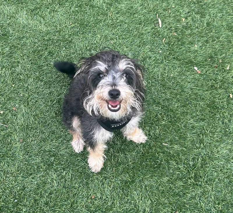 Churro thumbnail 3