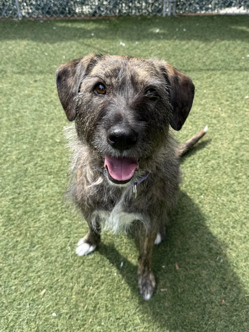 An adult medium-sized female Australian Cattle Dog / Blue Heeler dog named Mandy for adoption in Sudbury, MA