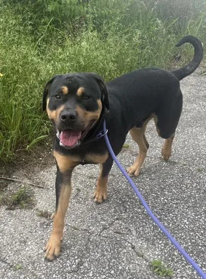 An adult large-sized male Rottweiler dog named Stewart for adoption in Columbus, IN