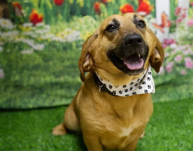 A young medium-sized female Basset Hound dog named Rosie for adoption in Petaluma, CA