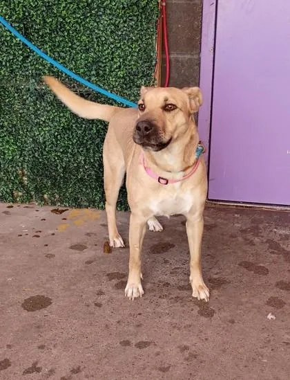 An adult medium-sized female Shar-Pei dog named Carrie White for adoption in El Paso, TX