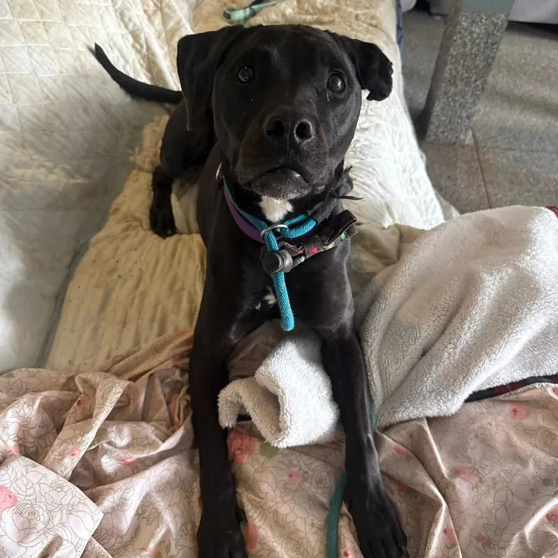 A senior medium-sized male Black Labrador Retriever dog named Amigo for adoption in Spring Hill, KS