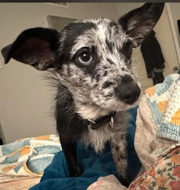 Bayou Billy