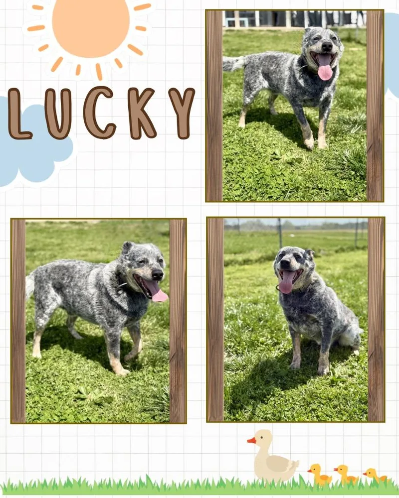 Lucky