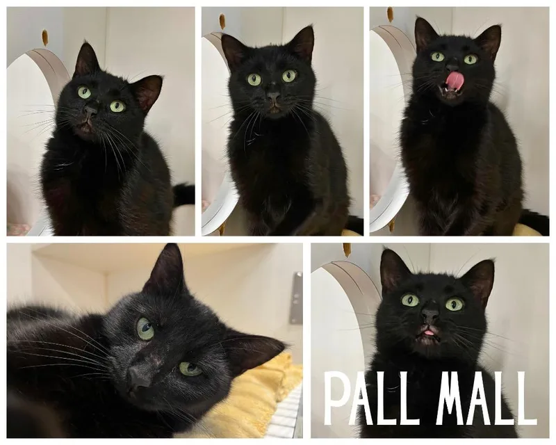 A young medium-sized female Domestic Short Hair cat named Pall Mall for adoption in Pierceton, IN