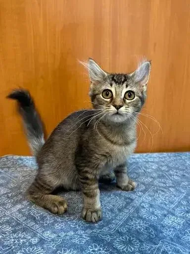 A baby small-sized female Brown / Chocolate Domestic Short Hair cat named Mila for adoption in Woodbridge, VA