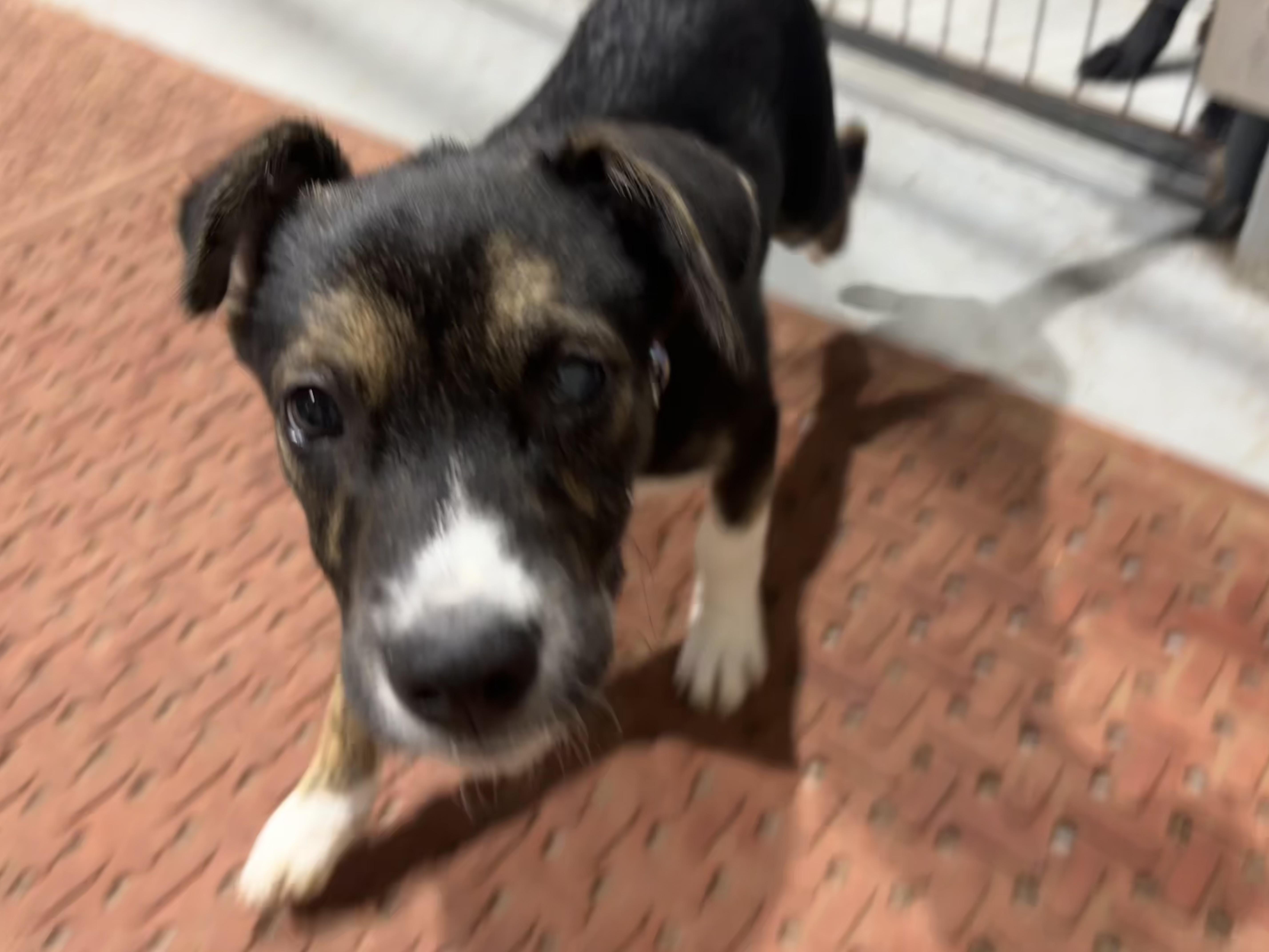 A young medium-sized female Tricolor (Brown, Black, & White) Border Collie dog named Tippy for adoption in Coldspring, TX