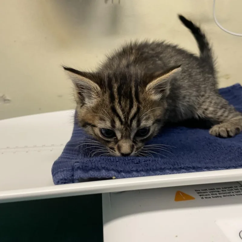 Brownie Bite