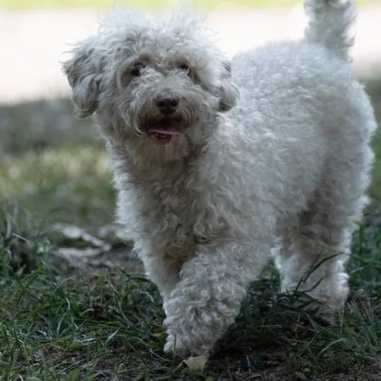 An adult small-sized male Yellow / Tan / Blond / Fawn Miniature Poodle dog named Jonah for adoption in Minneapolis, MN