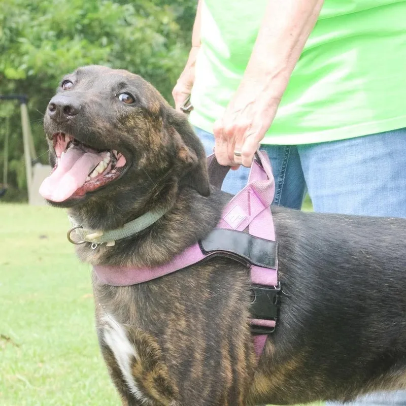 An adult large-sized female Brindle Mixed Breed dog named Cher for adoption in Groveland, MA