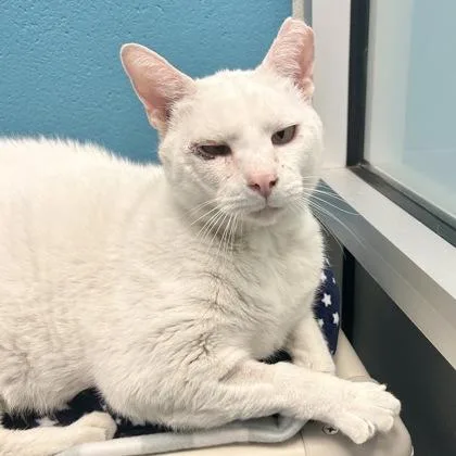 A senior medium-sized male Domestic Short Hair cat named Tommy for adoption in Lansing, MI