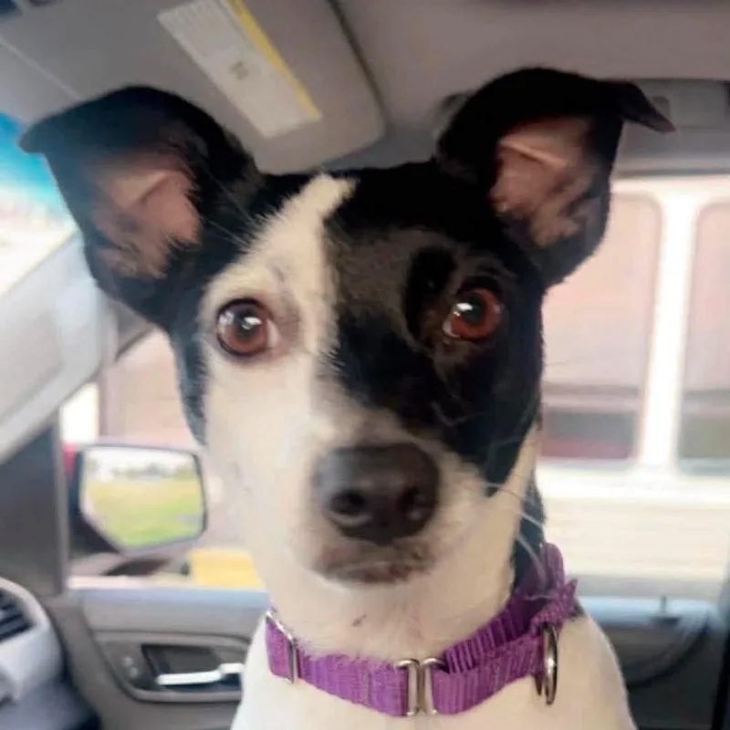 Dolly thumbnail 2
