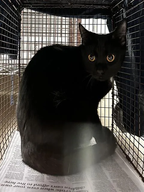 A young medium-sized male Domestic Short Hair cat named Clover for adoption in Fort Lauderdale, FL