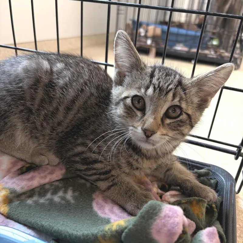 A baby small-sized male Brown / Chocolate Domestic Short Hair cat named Auto for adoption in Deerfield, IL