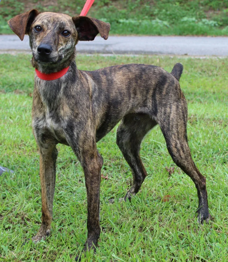 A young medium-sized male Italian Greyhound dog named Kj for adoption in Prattville, AL
