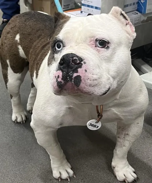 Diva