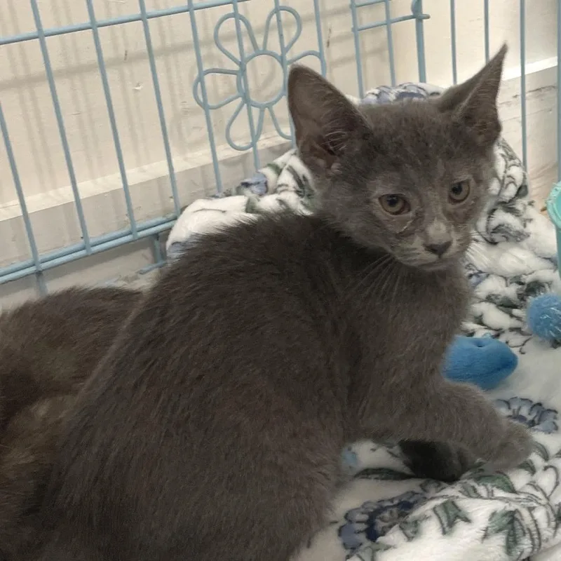A baby small-sized female Gray / Blue / Silver Russian Blue cat named Sheena for adoption in Brownsboro, AL