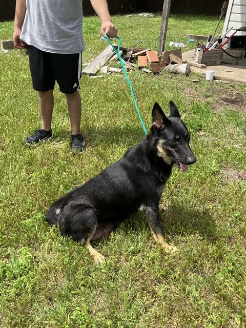 A young large-sized female Mixed Breed dog named Ashley for adoption in Dallas, TX
