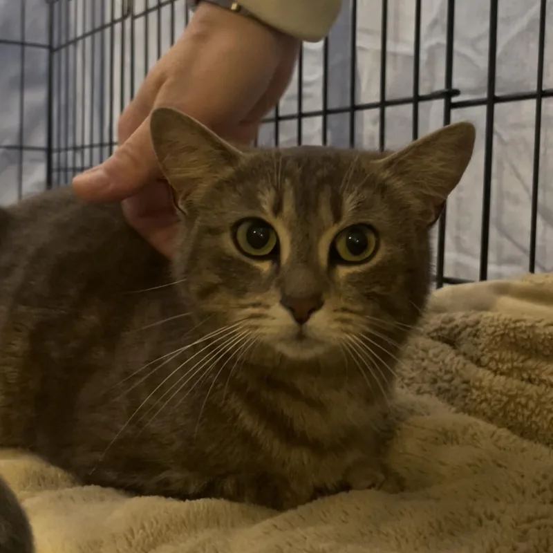 An adult medium-sized female Gray / Blue / Silver Domestic Short Hair cat named Fawna for adoption in Kent, OH